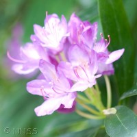 Rhododendron